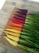 紫色的那几款好像中毒已深似的