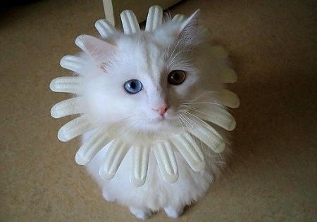 搞笑图片主人我恨你 搞笑图片主人我恨你