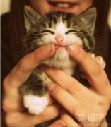 猫咪，笑得开心一点！