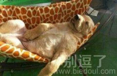 午休姿势很销魂嘛