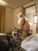 这俩猫乃神猫也。。 这俩猫乃神猫也。。