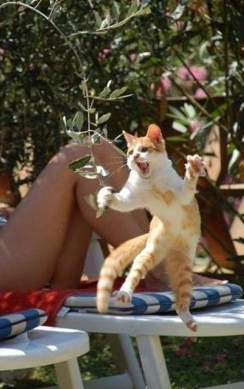 功夫啊喵 功夫啊喵