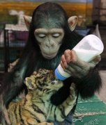 猴哥 你好友爱心啊