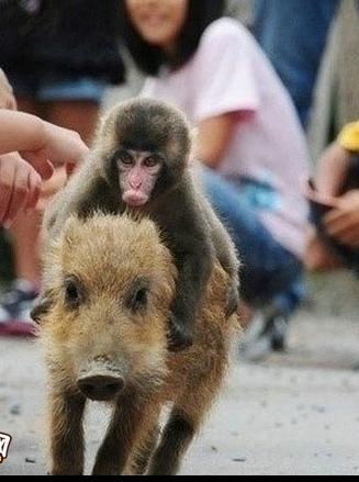 大师兄 你在干什么  放开二师兄