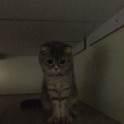 见过喵星人的斗鸡眼吗