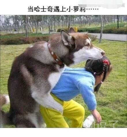 是谁养的狗啊?真二 是谁养的狗啊?真二
