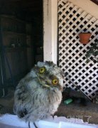 猫头鹰也卖萌，就是有点丑