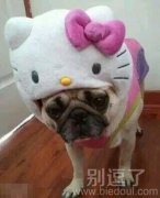 我还以为你被Kitty吃掉了