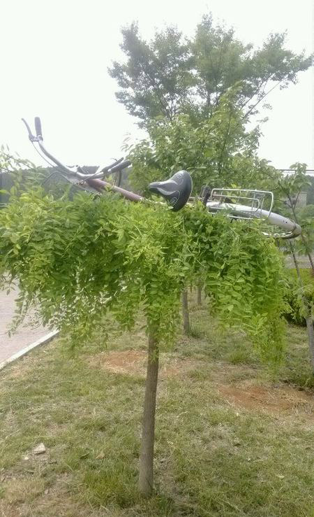 自行车的命运为啥总是那么悲催呢？