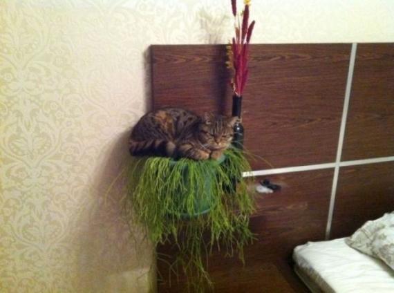 人类最好的伙伴广大动物们