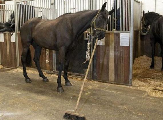 人类最好的伙伴广大动物们