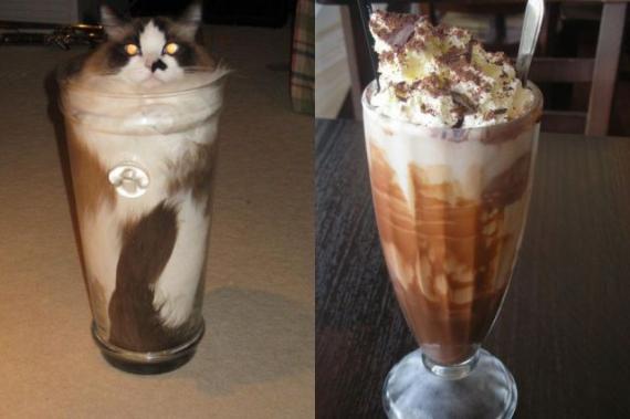 人类最好的伙伴广大动物们