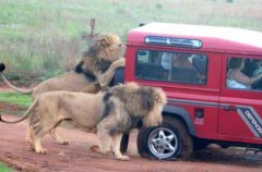 人类最好的伙伴广大动物们