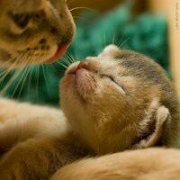 两只恋爱的小猫。