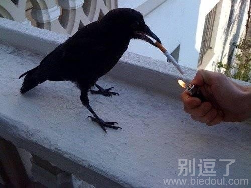 给爷点烟，爷爷是黑社会的