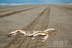 河蟹的悲剧，死掉了
