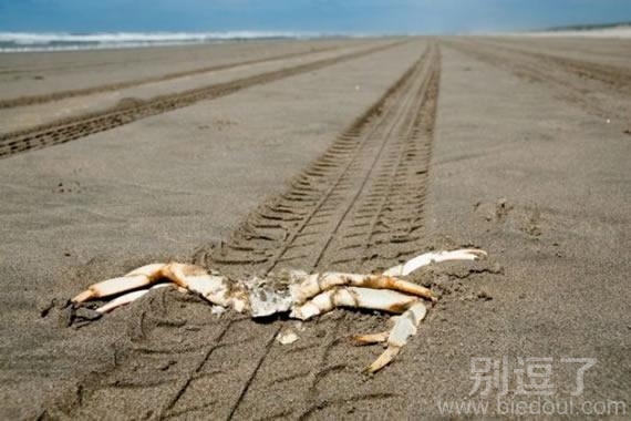 河蟹的悲剧，死掉了