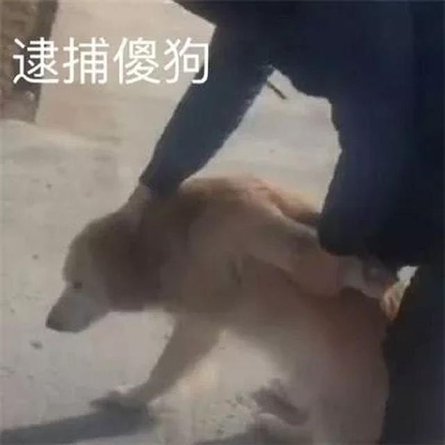 轻松一刻:偷700多只鸡办年货,这是黄鼠狼成精了吧 轻松一刻:偷700多只鸡办年货,这是黄鼠狼成精了吧