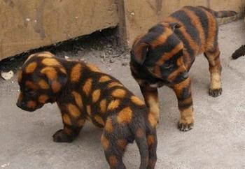 夫妻档4 夫妻档4