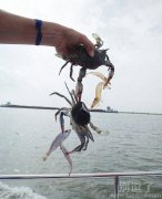 一箭六雕的高手。 一箭六雕的高手。