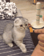 一个有趣的猫儿。。