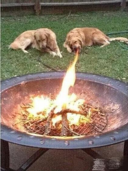 二哈都变得这么厉害了 二哈都变得这么厉害了