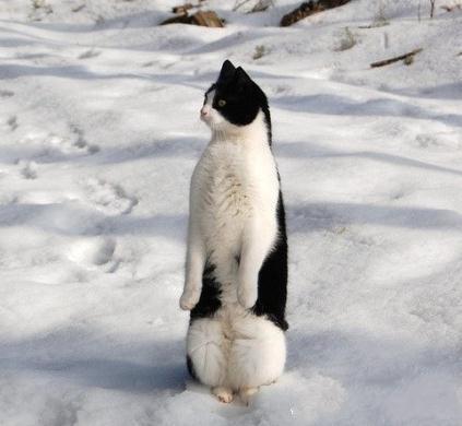 这货又在装企鹅了 这货又在装企鹅了