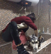 女神给狗狗洗澡吗