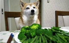 减肥开始 减肥开始