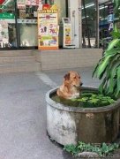 小狗泡温泉，很不开心的说