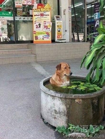 小狗泡温泉,很不开心的说 小狗泡温泉,很不开心的说