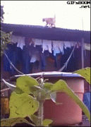 主人你别跑，待会挠不死你