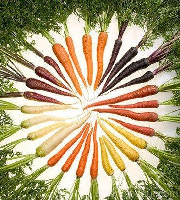 英培育彩虹萝卜 颜色从紫到白不再单调 英培育彩虹萝卜 颜色从紫到白不再单调