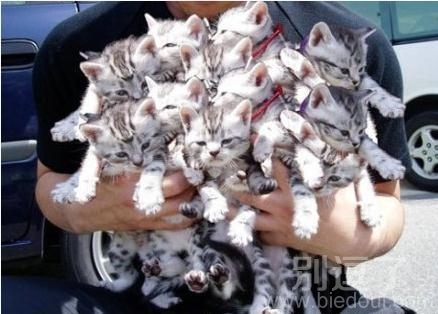 一次抱这么多只猫是什么感觉呢 一次抱这么多只猫是什么感觉呢