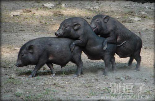 叠罗汉的3头野猪 叠罗汉的3头野猪