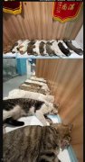 大型敬事房
