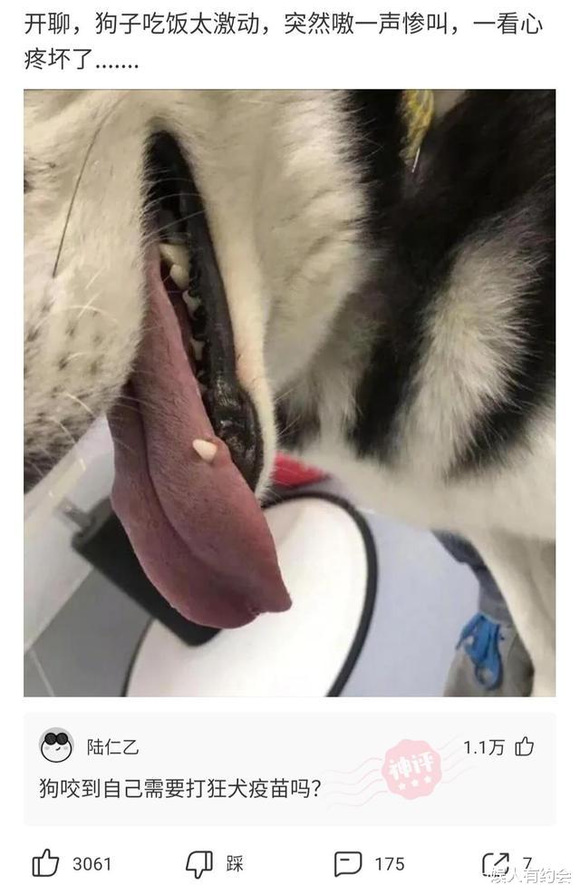 女生为什么喜欢带这样的链子?今天终于明白了,全在狗子的眼神里哈哈哈 女生为什么喜欢带这样的链子?今天终于明白了,全在狗子的眼神里哈哈哈