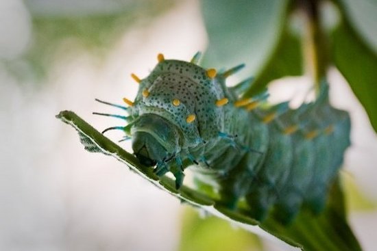 盘点全球15种酷似外星生物的毛毛虫