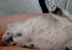 一个很可爱的小猫儿