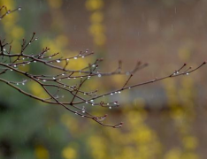 关于春雨的唯美句子简短 描写春雨的优美文案