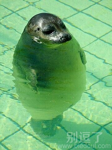 穿游泳衣的胖鱼鱼。 穿游泳衣的胖鱼鱼。