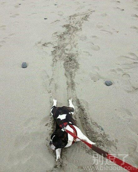 在沙滩上玩的狗狗。。 在沙滩上玩的狗狗。。