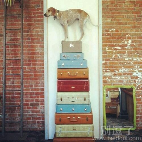 站在行李箱上的汪星人。 站在行李箱上的汪星人。