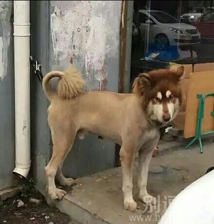 谁把你的毛给剃了 谁把你的毛给剃了