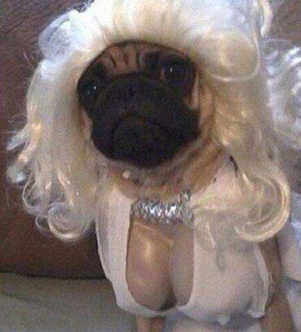 主人你够了 主人你够了