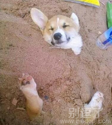 在土里的小屁狗。。 在土里的小屁狗。。