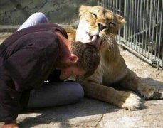 一个温顺的狮子。 一个温顺的狮子。