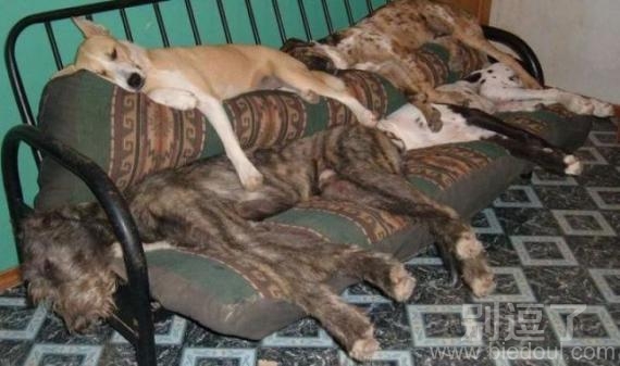 狗狗的卧室,都是废狗啦。 狗狗的卧室,都是废狗啦。