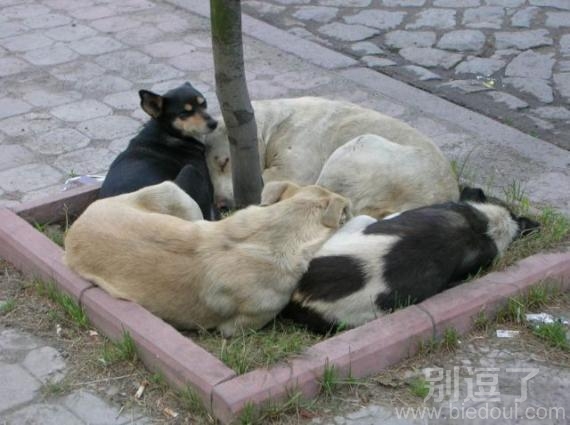 城市的绿地和处女一样少 城市的绿地和处女一样少