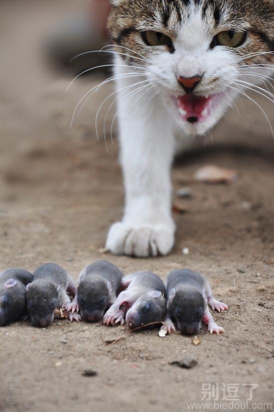 食物链是自然界的法则 食物链是自然界的法则